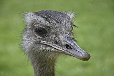 Emu