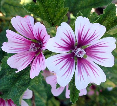 Erdei mályva, papsajt