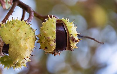 Horse chestnut