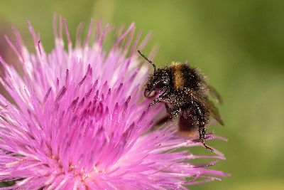 Máriatövis Máriatövis