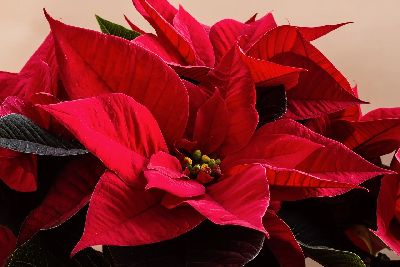 Mikulásvirág Mikulásvirág