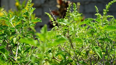 Tulsi
