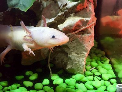 Axolotl